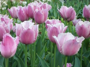Tulipa 'Happy Family'_0001.JPG